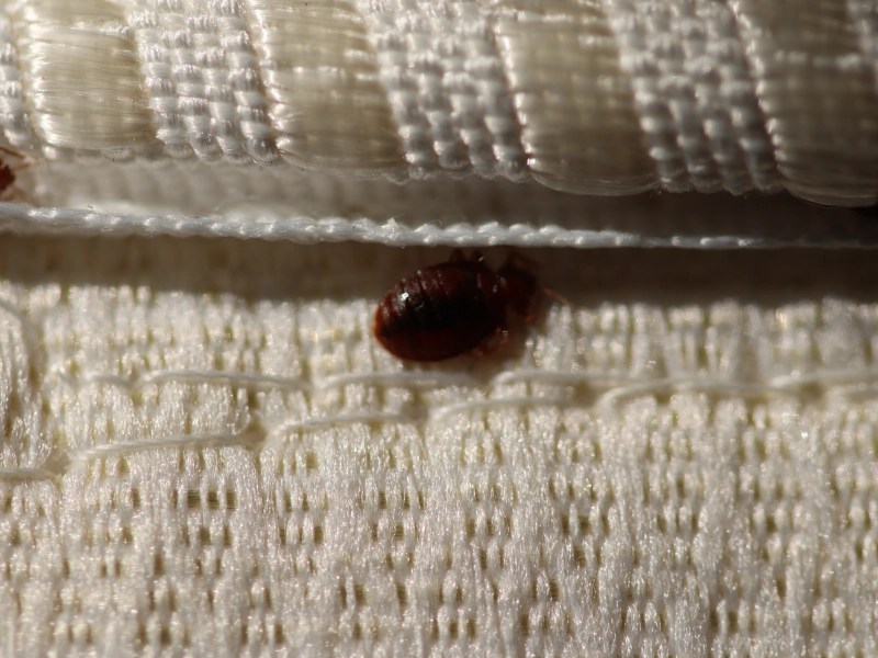 bed bug on beige sheets