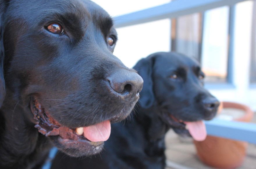 two black labs two black labs