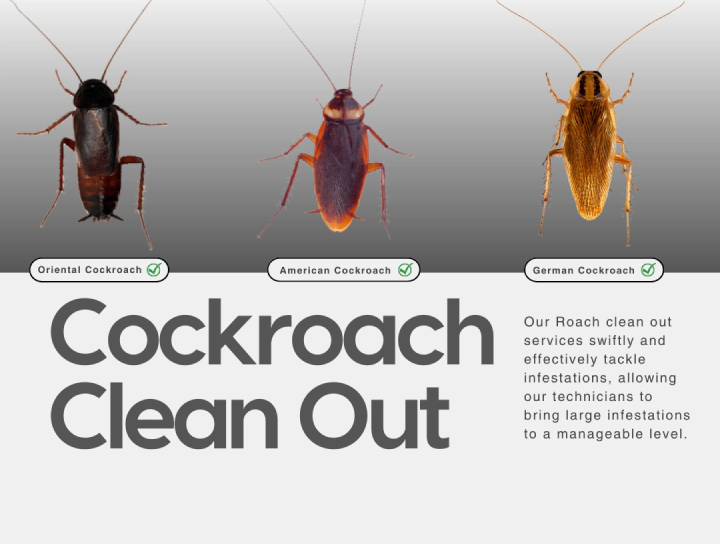 cockroach clean out