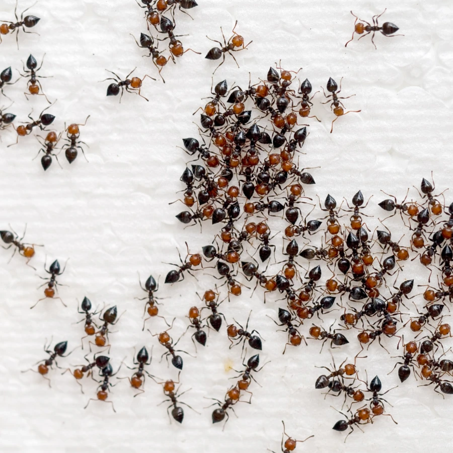 antz