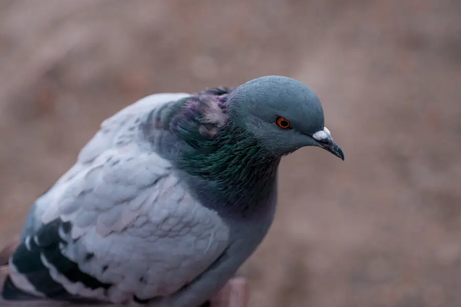 commercial dove controls