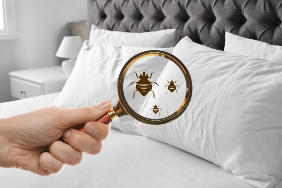 bed bugs pest control