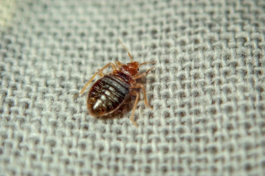 pest control bed bugs 2
