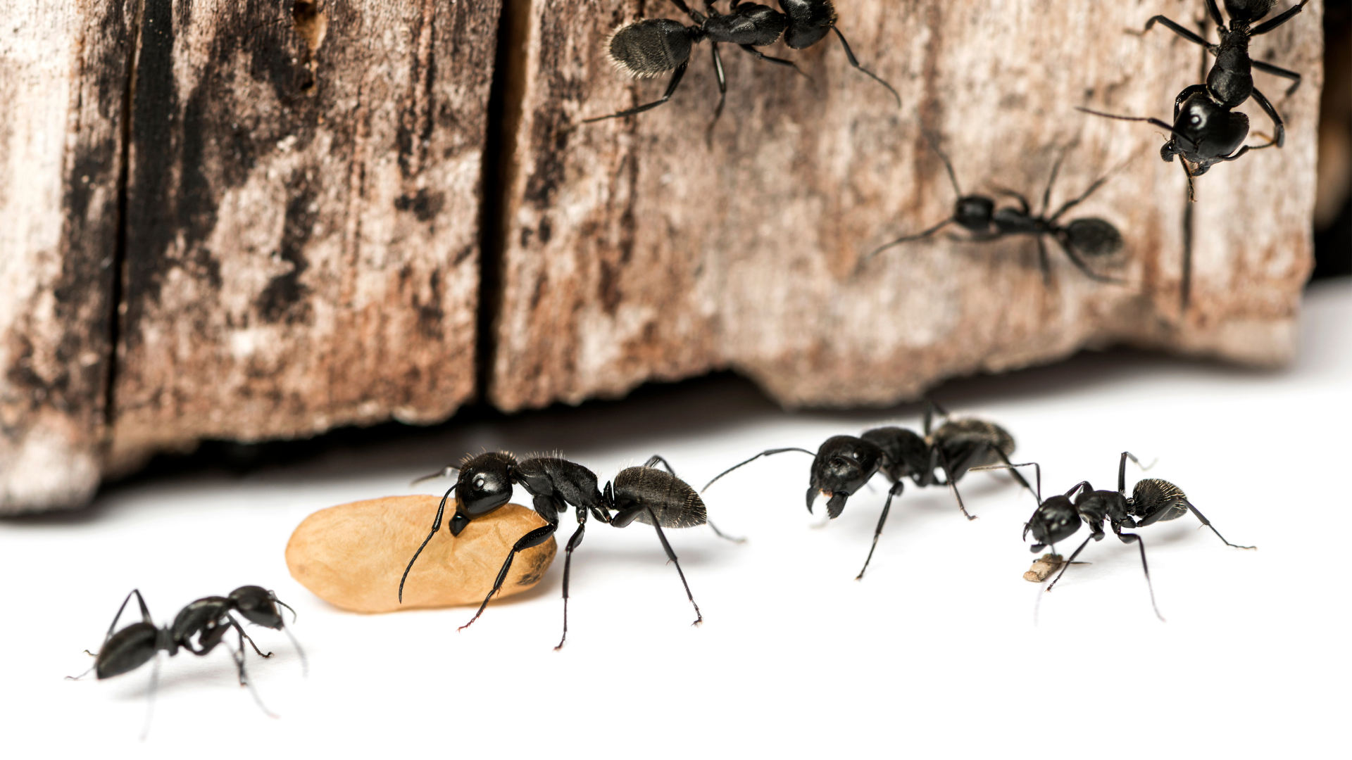 carpenter ants 1