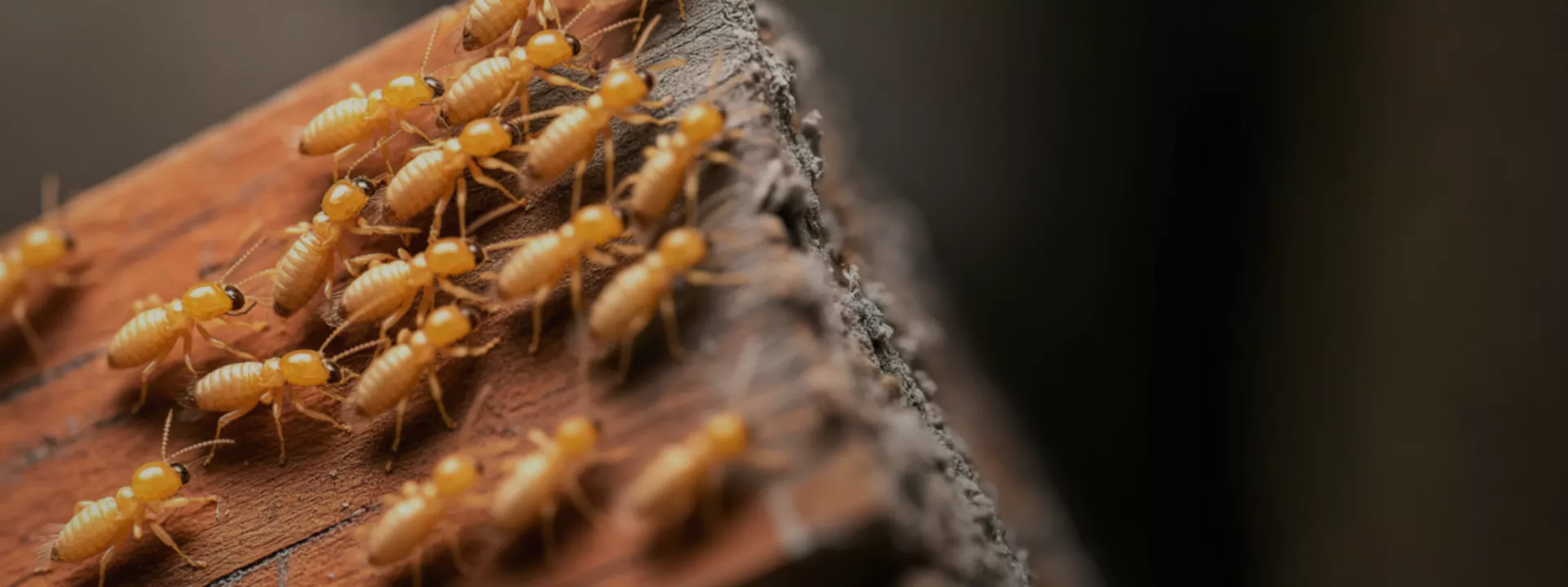 subterranean termites 1
